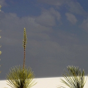 White Sands 05